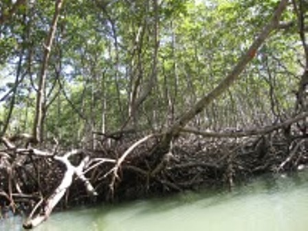DENUNCIAN TALA MANGLARES SABANA DE LA MAR 