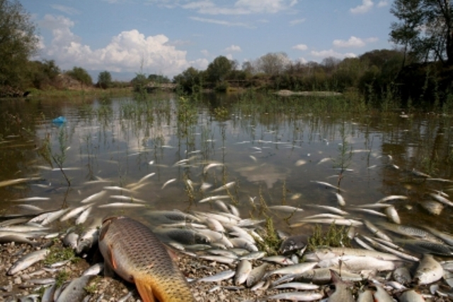 DESCONOCIDOS ENVENENAN AGUAS RÍO SAN MARCOS