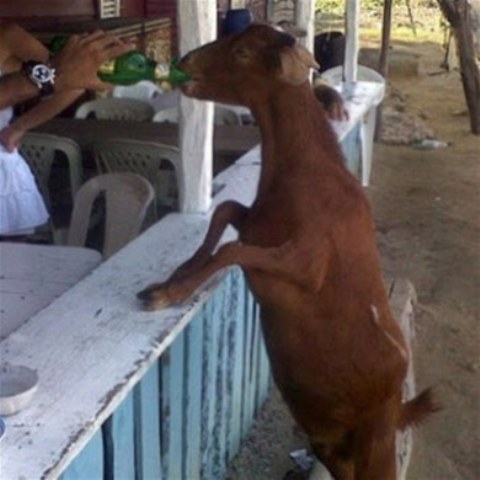 CHIVA GUSTA BEBER CERVEZAS, RECHAZA COMER YERBA
