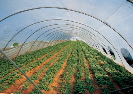 BUSCAN INSERTAR ZONA IMBERT MERCADOS INVERNADEROS PRODUCTORES AGRÍCOLAS
