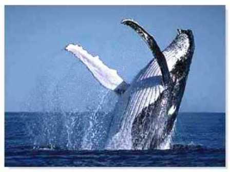 INICIA REGRESO A CASA BALLENAS JOROBADAS VISITAN SAMANÁ EN COSTA NORTE