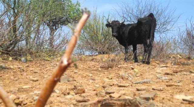SEQUÍA AMENAZA SERIAMENTE PRODUCCIÓN LECHERA LÍNEA NOROESTE