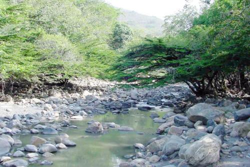 PIDEN FRENAR DEFORESTACIÓN SUFRE COMUNIDAD ALTAMIRA