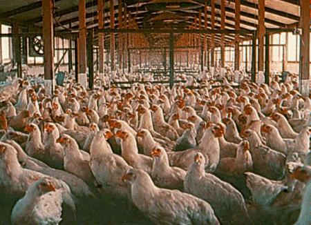 PRODUCTORES PIDEN GOBIERNO PROTEJA SECTOR AVÍCOLA REGIÓN DEL CIBAO