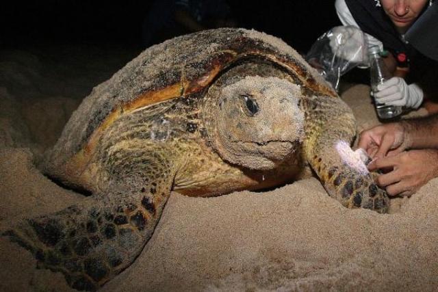 REVELAN ESPECIES MARINAS, SILVESTRES ESTÁN VÍA EXTINCIÓN