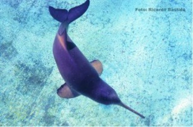 DESCUBREN QUE LOS DELFINES FRANCISCANA INGIEREN DESECHOS PLÁSTICOS 