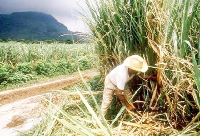 VARIAS EMPRESAS INTERESADAS ARRENDAR CERRADO INGENIO MONTELLANO