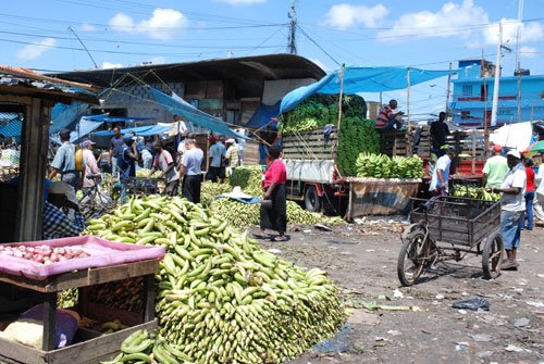  Aumentan precios de plátanos y guineos por efectos de tormenta 