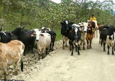 Cuatreros azotan ganaderos Puerto Plata