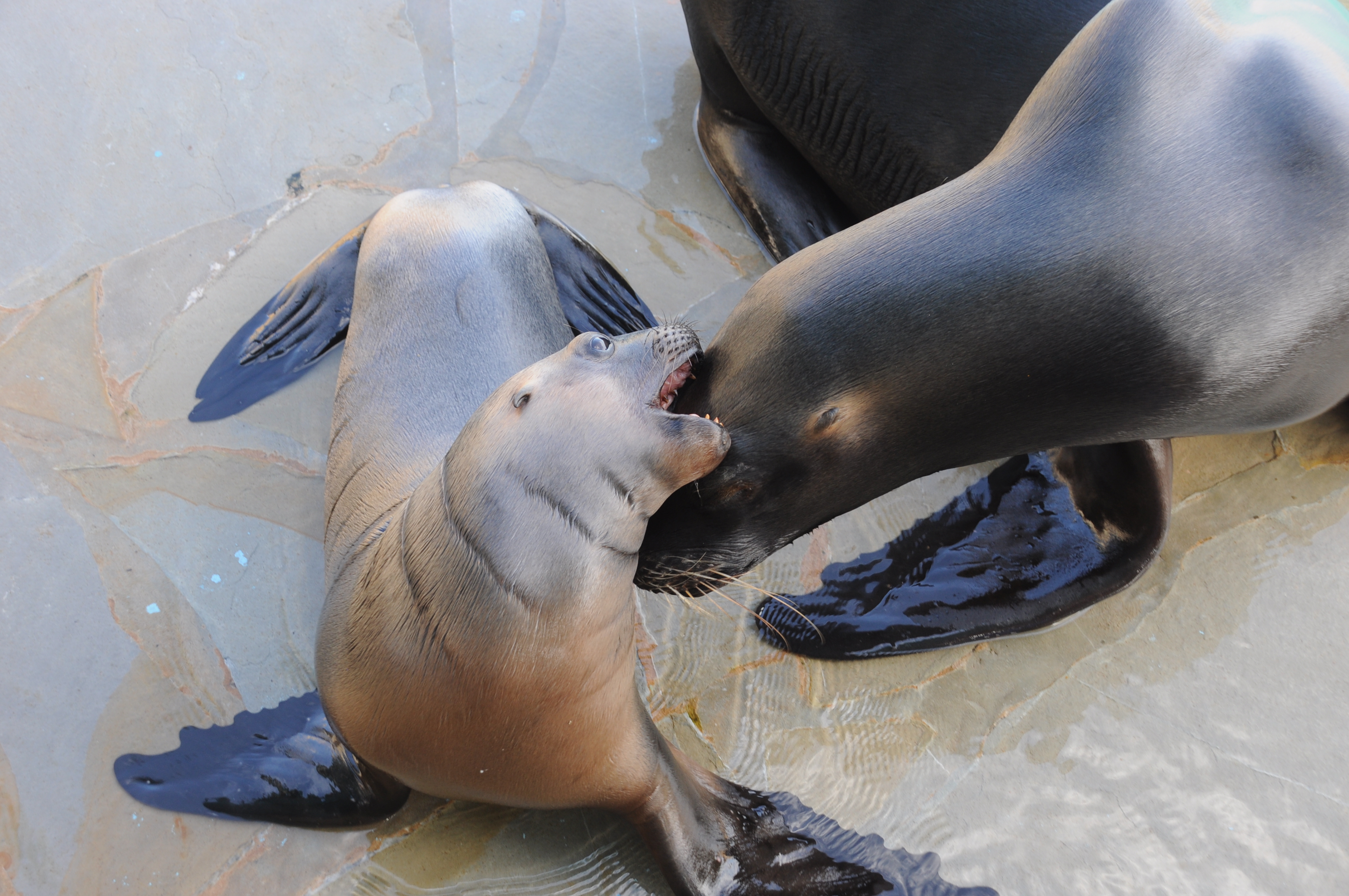 Nacen delfín, león marino parque temático Ocean World