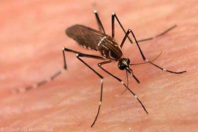 Fallece una niña en Padre Granero; se presume puede ser víctima del dengue
