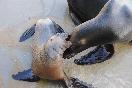 Nacen delfín, león marino parque temático Ocean World