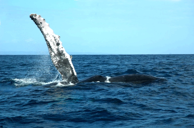 INICIA TEMPORADA OBSERVACIÓN BALLENAS JOROBADAS SAMANÁ 