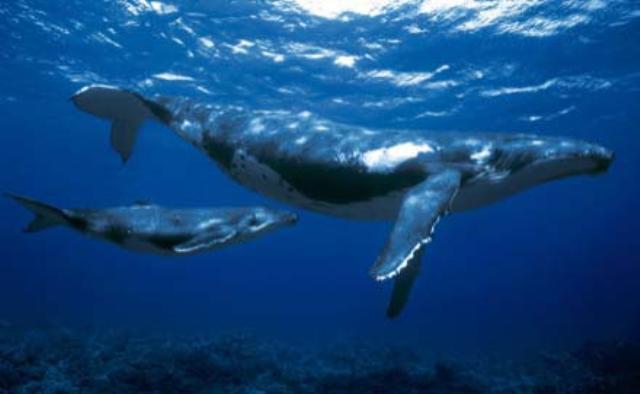 ESPERAN 30 MIL TURISTAS DISFRUTEN LLEGADA BALLENAS JOROBADAS SAMANÁ