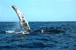 INICIA TEMPORADA OBSERVACIÓN BALLENAS JOROBADAS SAMANÁ 