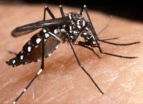 JORNADAS FUMIGACIÓN BUSCAN ELIMINAR CRIADEROS MOSQUITOS 
