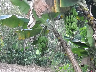 CULTIVAN RACIMO POSEE CIEN UNIDADES GUINEOS