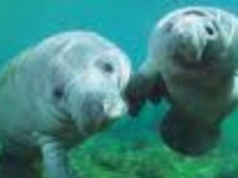 MANADA DE MANATÍES CAUSA ADMIRACIÓN EN PLAYA DORADA
