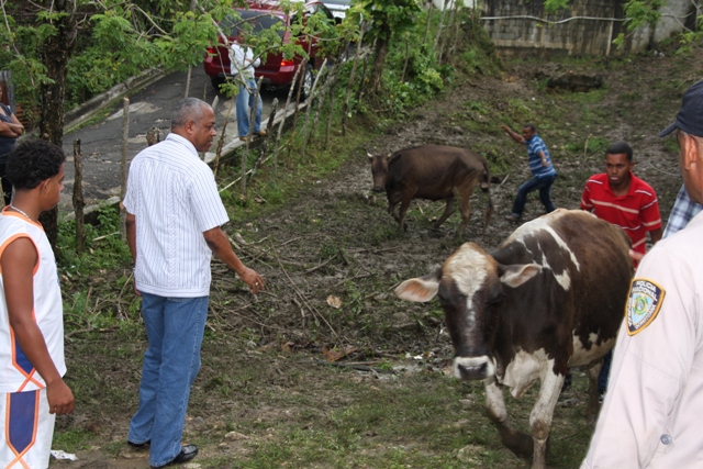 DONAN NOVILLAS CAMPESINOS JAMAO AL NORTE