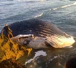 TRASLADARÁN MAR ADENTRO BALLENA JOROBADA APARECE MUERTA EN PUERTO PLATA