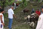 DONAN NOVILLAS CAMPESINOS JAMAO AL NORTE