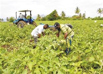 ABOGA POR INCENTIVOS PARA ATRAER INVERSIÓN  SEGURO AGRÍCOLA