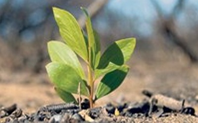 MEDIO AMBIENTE PLANTA 50 MIL ÁRBOLES EN PUERTO PLATA