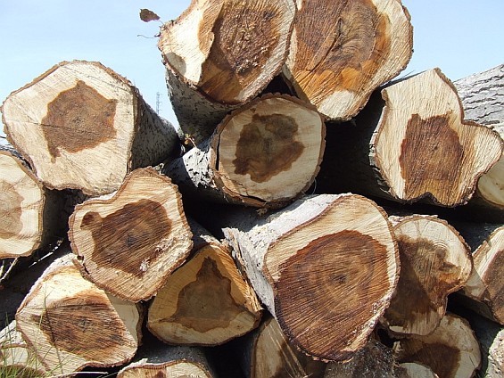 Subastan pacas carbón, madera incauta medio ambiente
