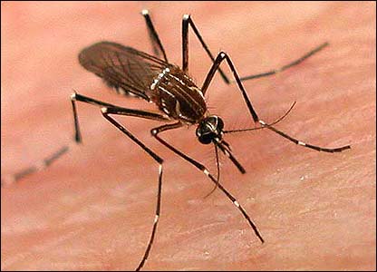 Brote dengue afecta población infantil Santiago 