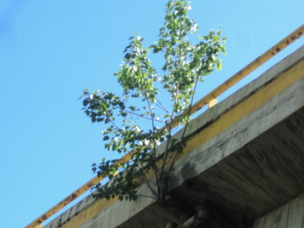 Puente peatonal cruce Llanos De Pérez luce abandonado