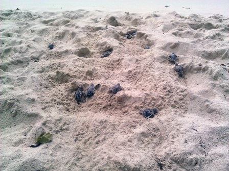 Buscan preservar neonatos nacen playas nacionales