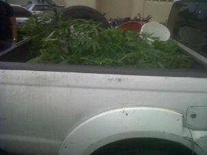 Detectan plantación marihuana azotea vivienda Canadiense 