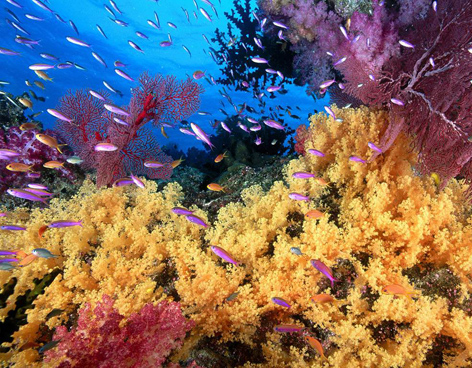 Ambientalistas: corales marinos amenazados desaparecer 