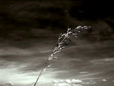 ¿Vamos hacia una primavera silenciosa, sin pájaros?