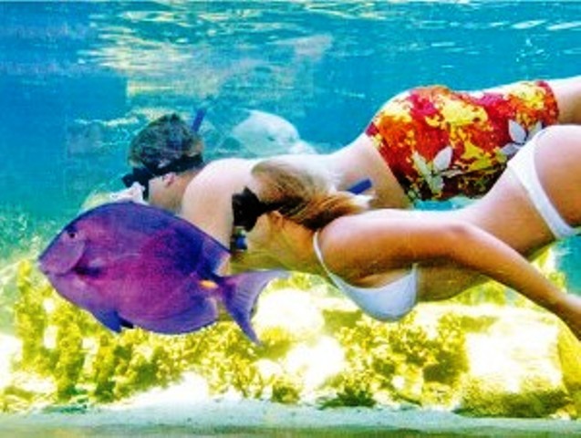 Ocean World en PP es una aventura de ensueño para divertirse en verano