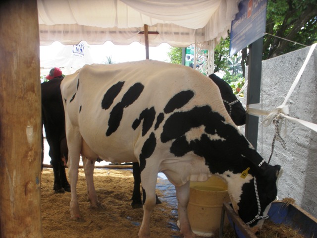 Asociación de Ganaderos de PP Central celebra Día Nacional de la Leche