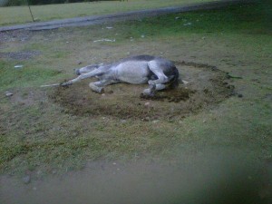 Increíble… Anciano mata burro a palos para que no copulara con su burra en celo