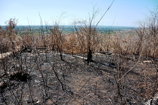 Denuncian tala y desmonte de árboles en varias comunidades de Luperón