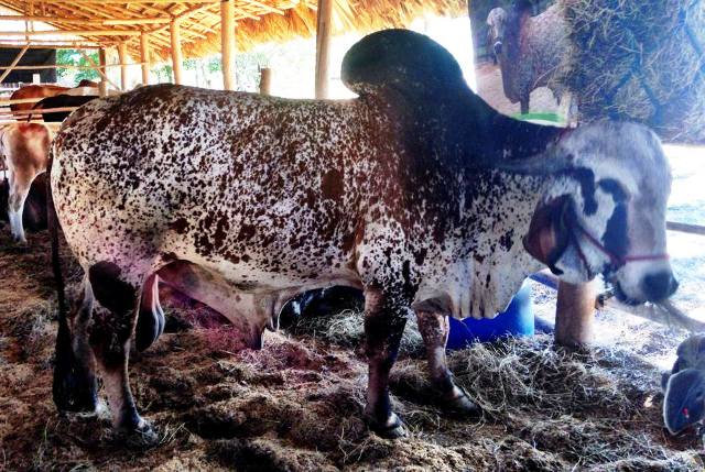 Concluyó con éxito VII Feria Ganadera El Cupey 2013 en Puerto Plata