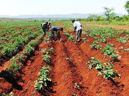 Productores agrícolas a punto de colapsar por falta de incentivos de instituciones gubernamentales