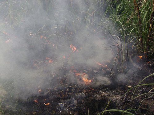 Desconocidos le prenden fuego a cañaverales de Montellano ocasionado tremenda nube de humo y cachipa
