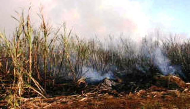 Revelan que incendio provocado afectó miles de tareas y plantaciones sembradas de caña de azúcar en Montellano