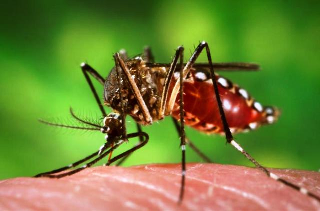 Dirigente comunitarios solicitan jornada de fumigación en El Javillar debido a fuerte plaga de mosquitos