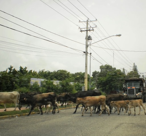 Vagancia de animales en carretera que conduce a Sosúa siguen ocasionando accidentes de transito