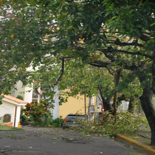 Tormenta eléctrica, granizada y ventarrón causan pánico y derriban ramas de árboles en PP