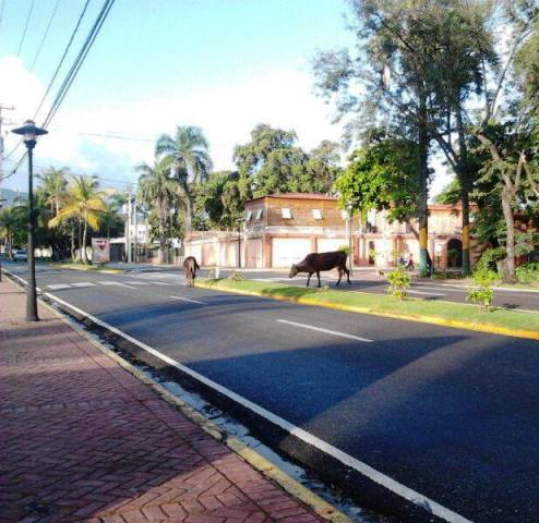 Vacas realengas constituyen un peligro de muerte en avenida de Puerto Plata