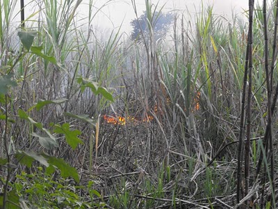 Incendio cañaverales Montellano causa densa nube de ceniza negra que afecta a PP y sectores periféricos
