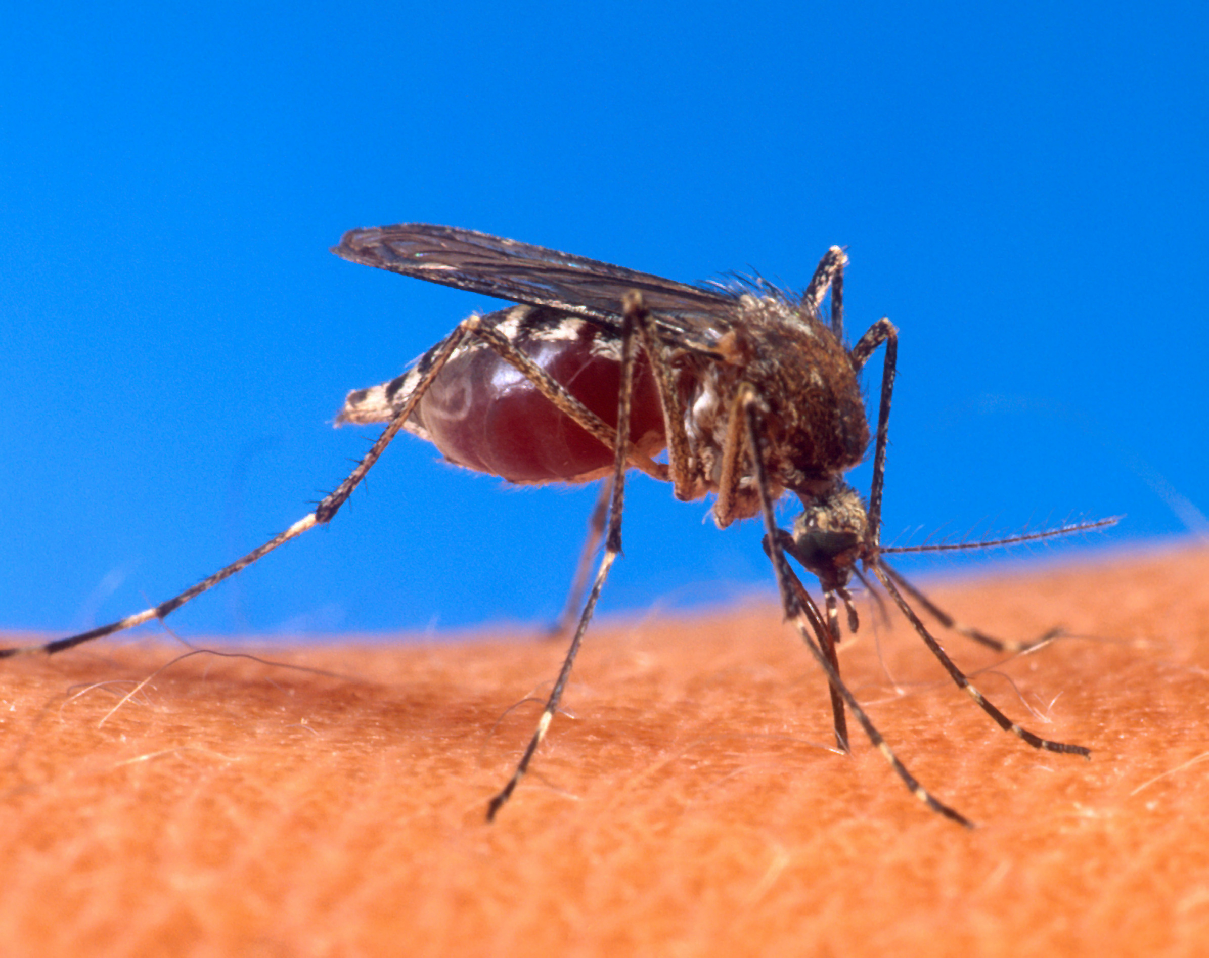 Autoridades de salud advierten a ciudadanía tener precaución ante el virus chikungunya