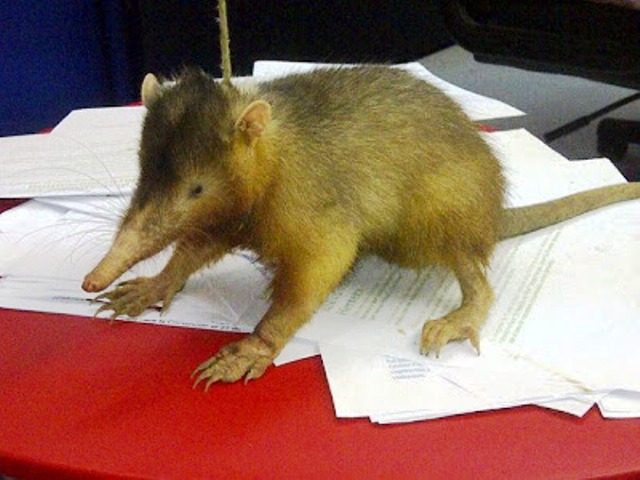 Comisión del Zoológico Nacional asume cuidado del solenodonte encontrado en La Jaiba de PP