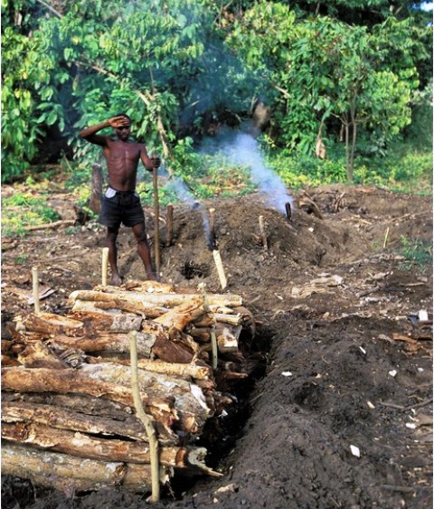 Denuncian haitianos depredan manglares y almendros de Marapicá para hacer carbón